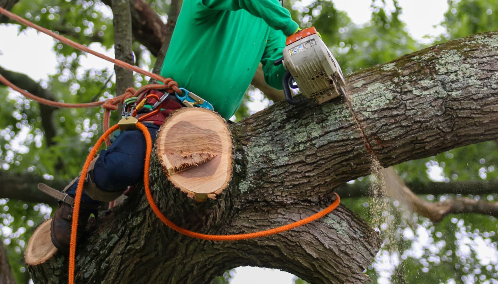 A tree removal expert working high in the sky using drill in Chattanooga, Tennessee
