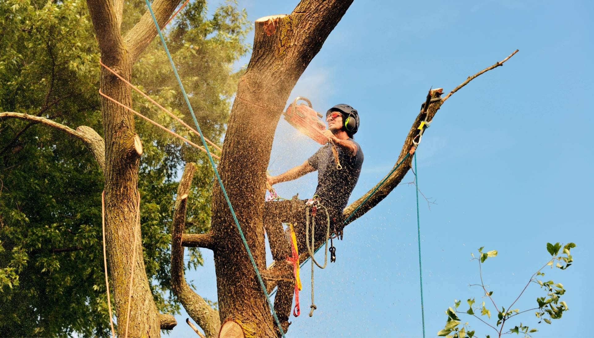 A tree removal expert in Chattanooga, Tennessee is chopping down a branch using an orange drill