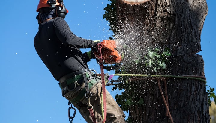 A tree removal contractor in Chattanooga, Tennessee hangs from rope during service