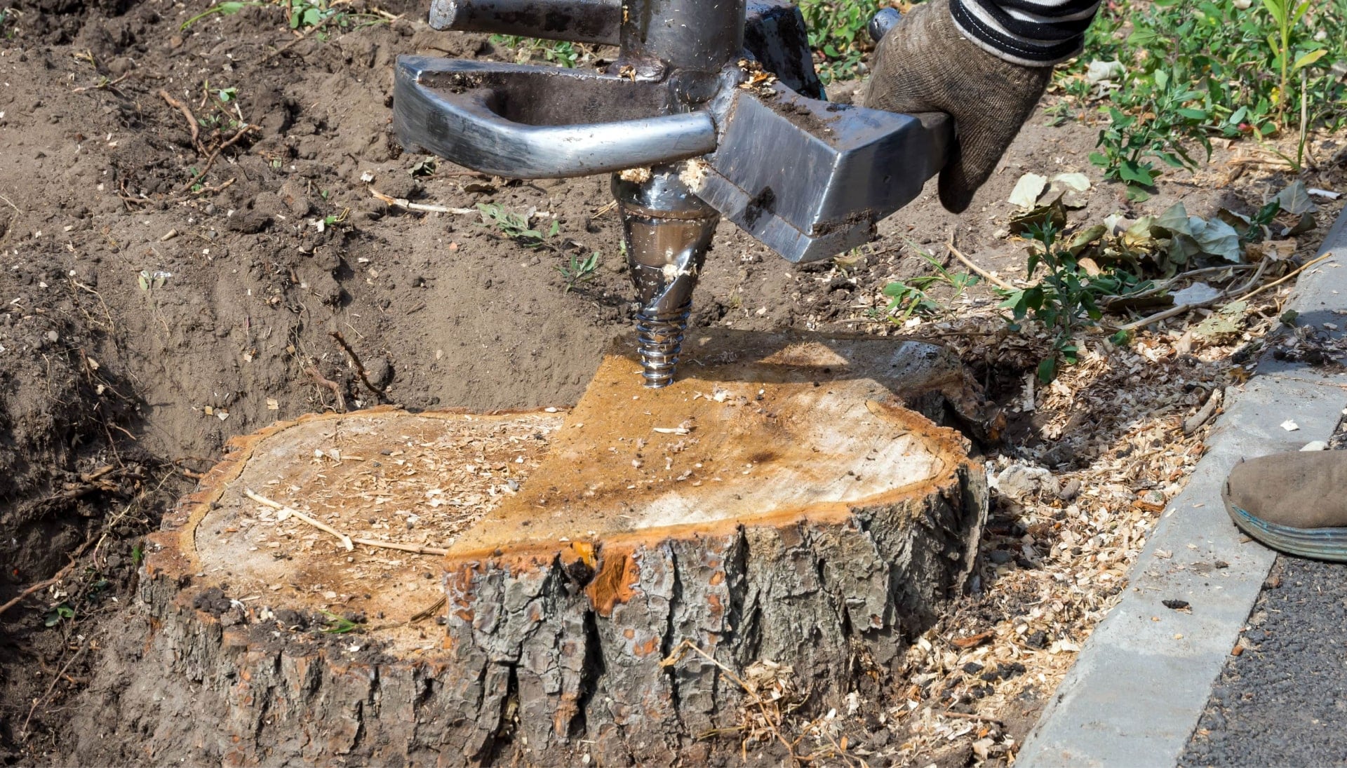 Tree Stump Removal Specialists in Chattanooga, Tennessee
